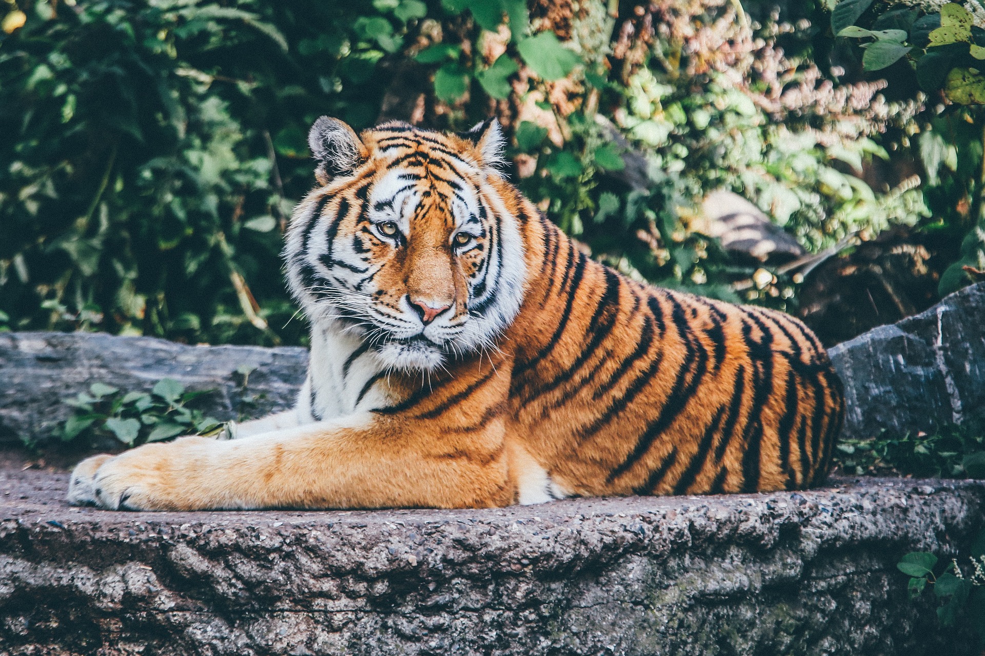 tiger-g5005e891b_1920